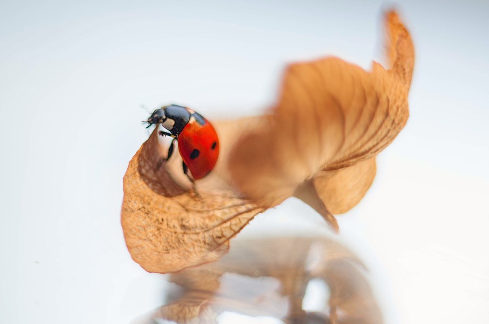 Photograph by Олеся