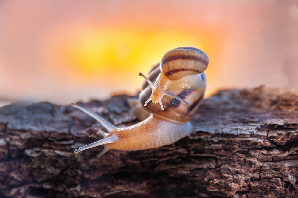 Photograph by Олеся