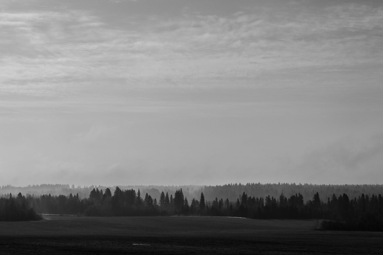 Fog and forest