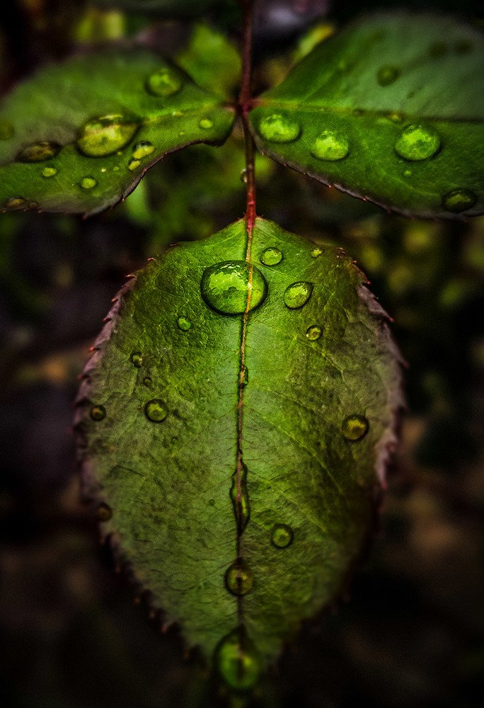 Water drops