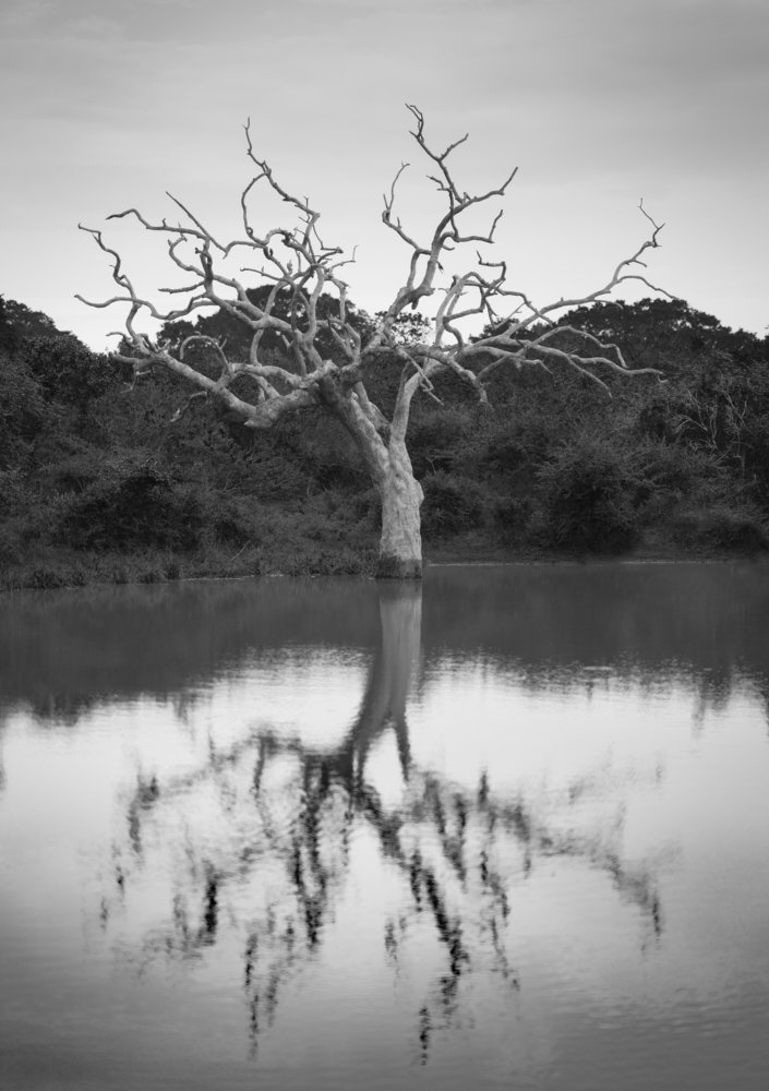 Skeleton of a tree in a lake