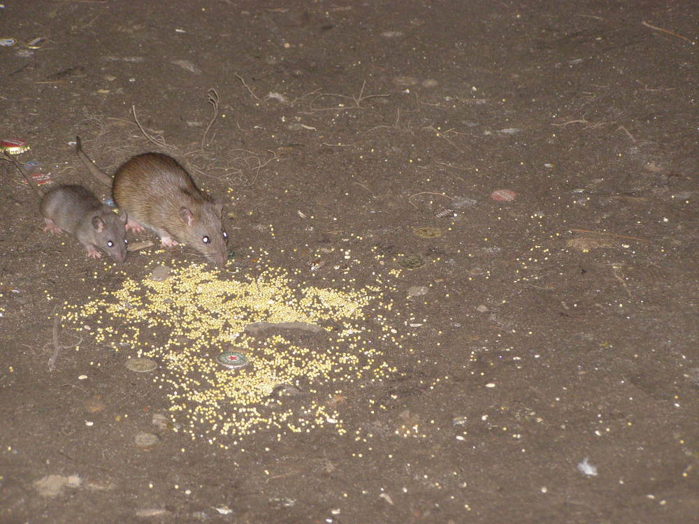 Семейный ужин