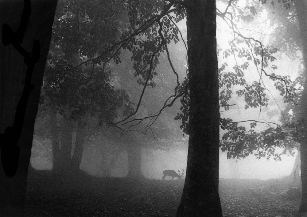 Олень в буковом лесу