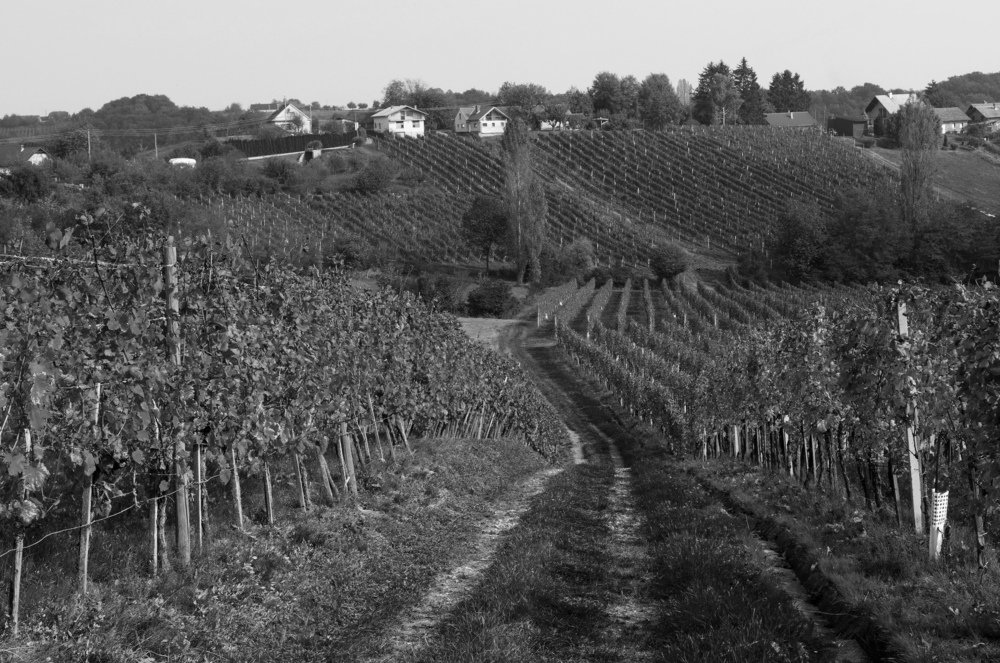 In the wineyards