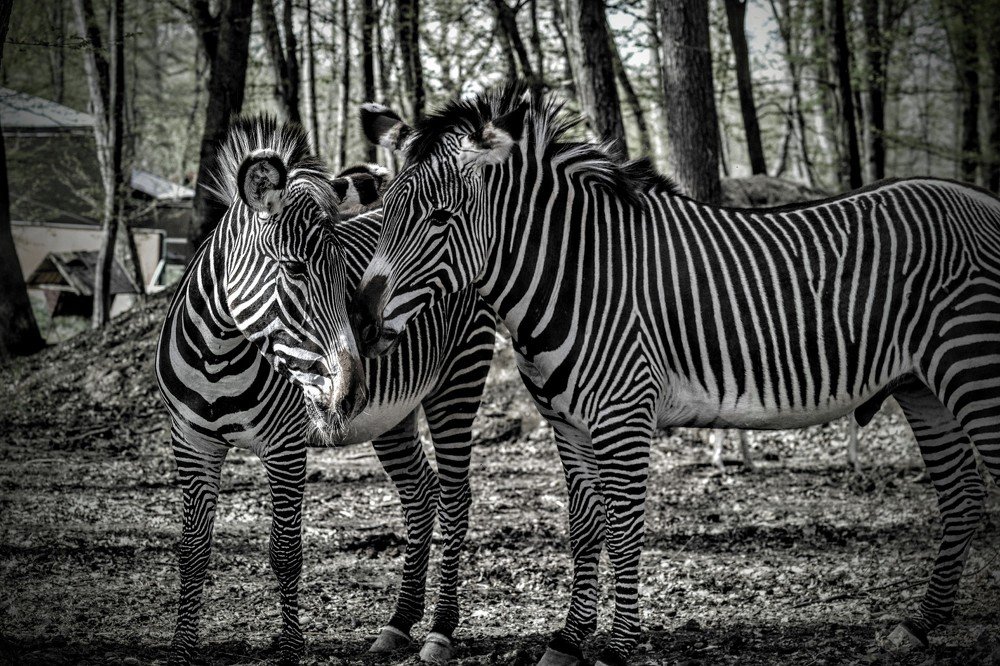 Zebras