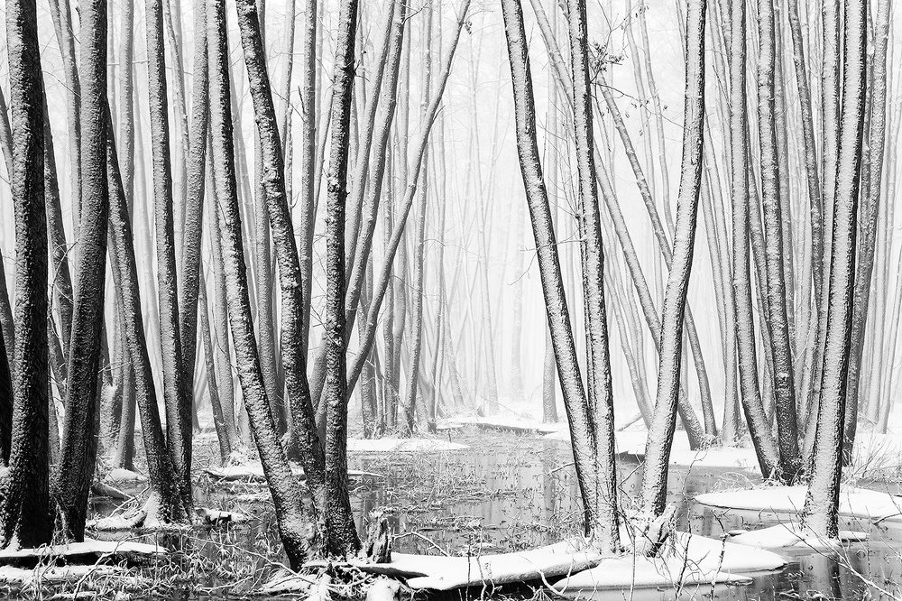 На ольховом болоте.