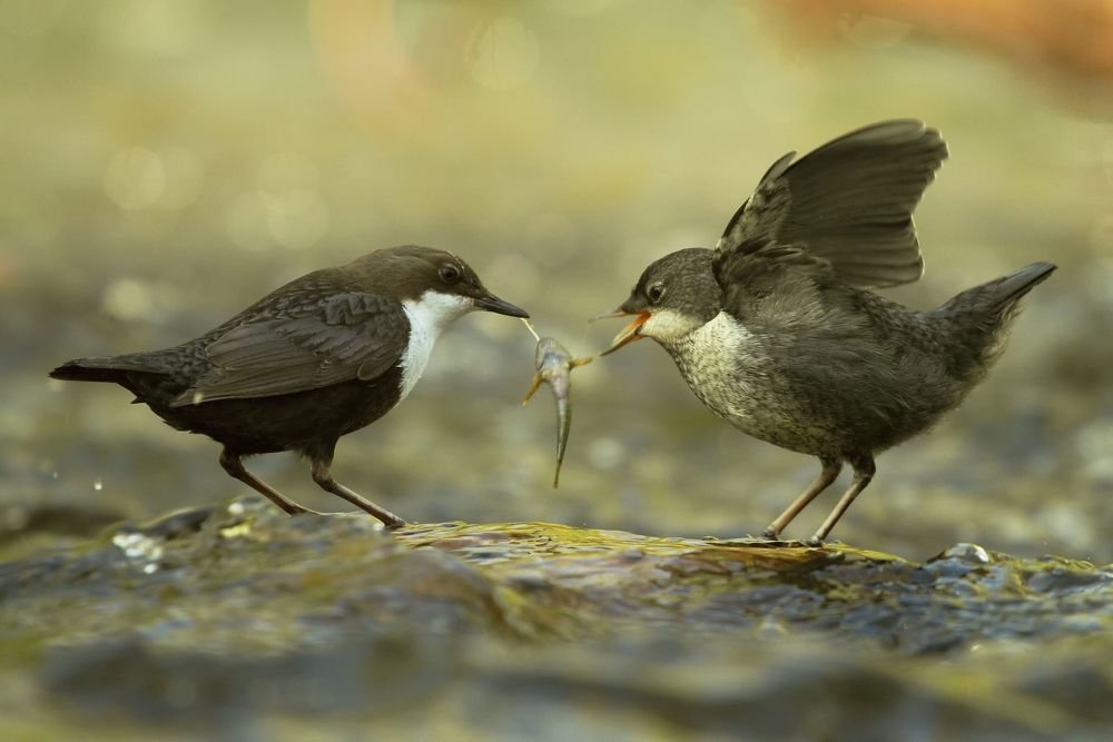 for a large morsel...?