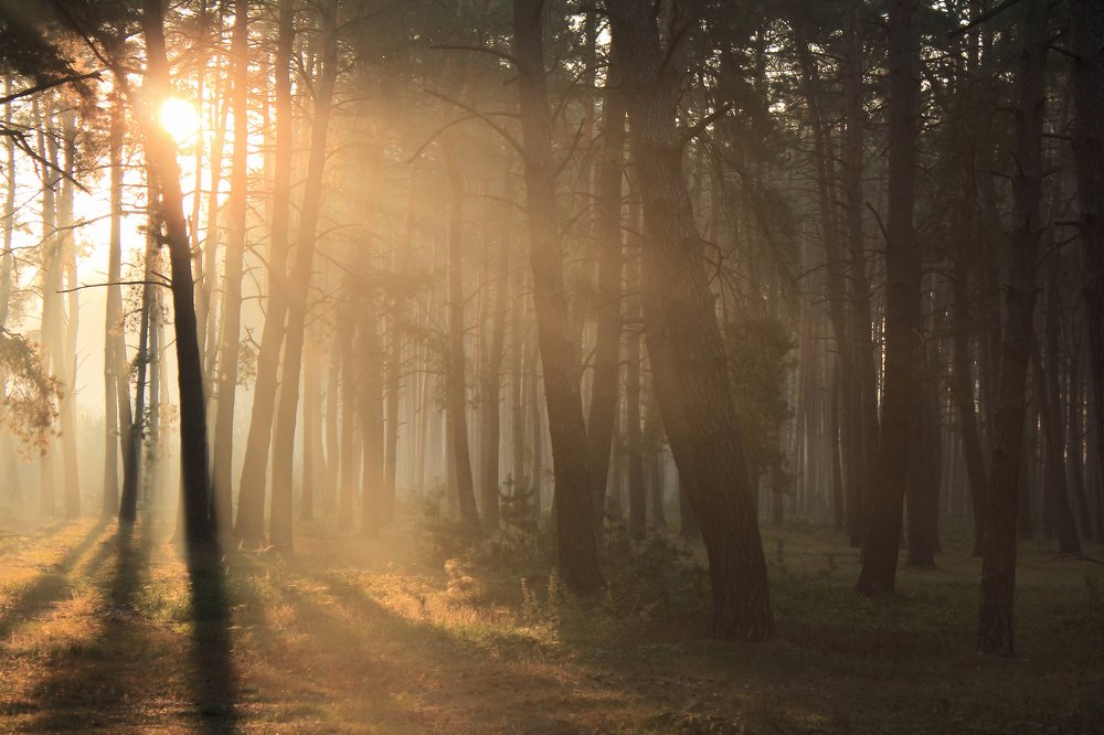 Осенняя симфония