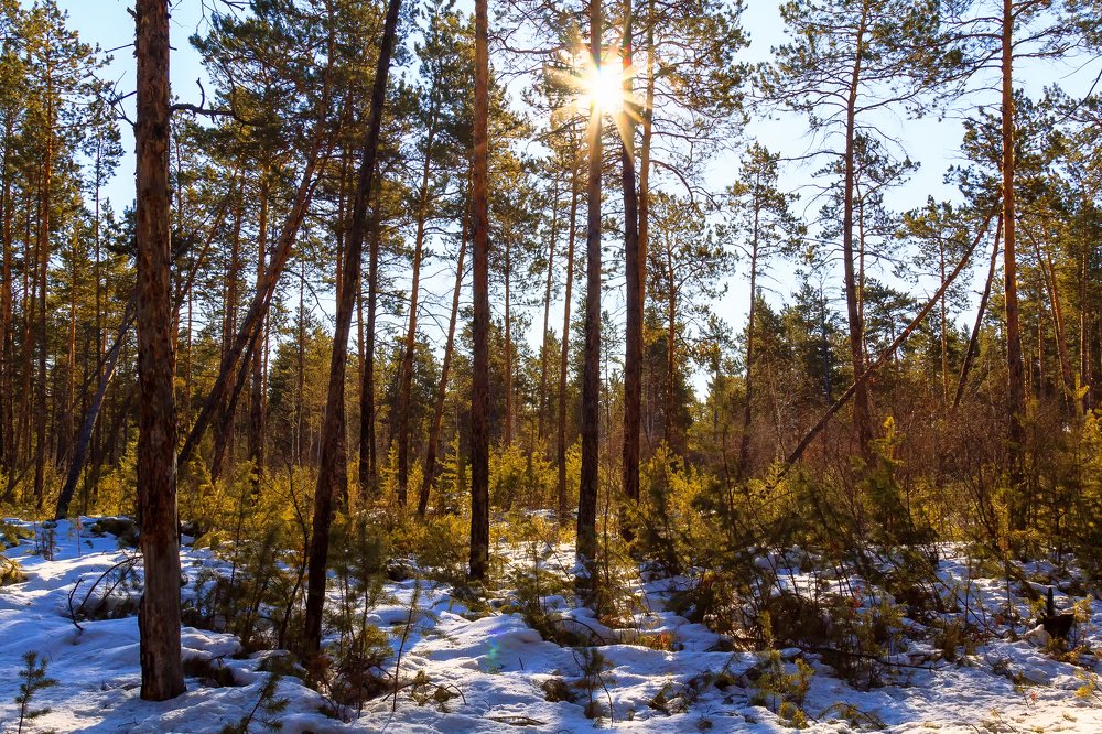 В весеннем лесу.