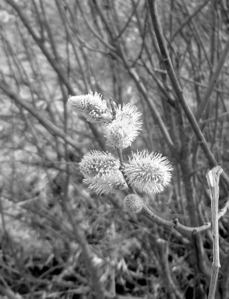 Весенний цвет