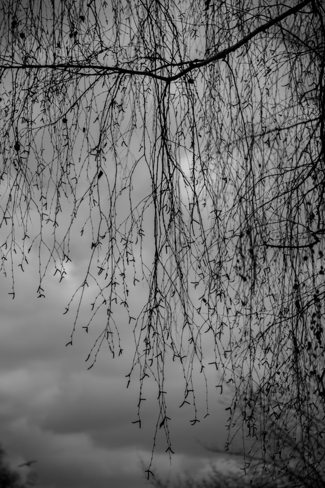 Плакала берёза...