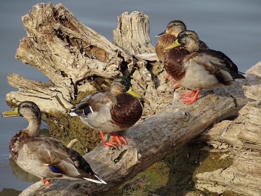 ducks