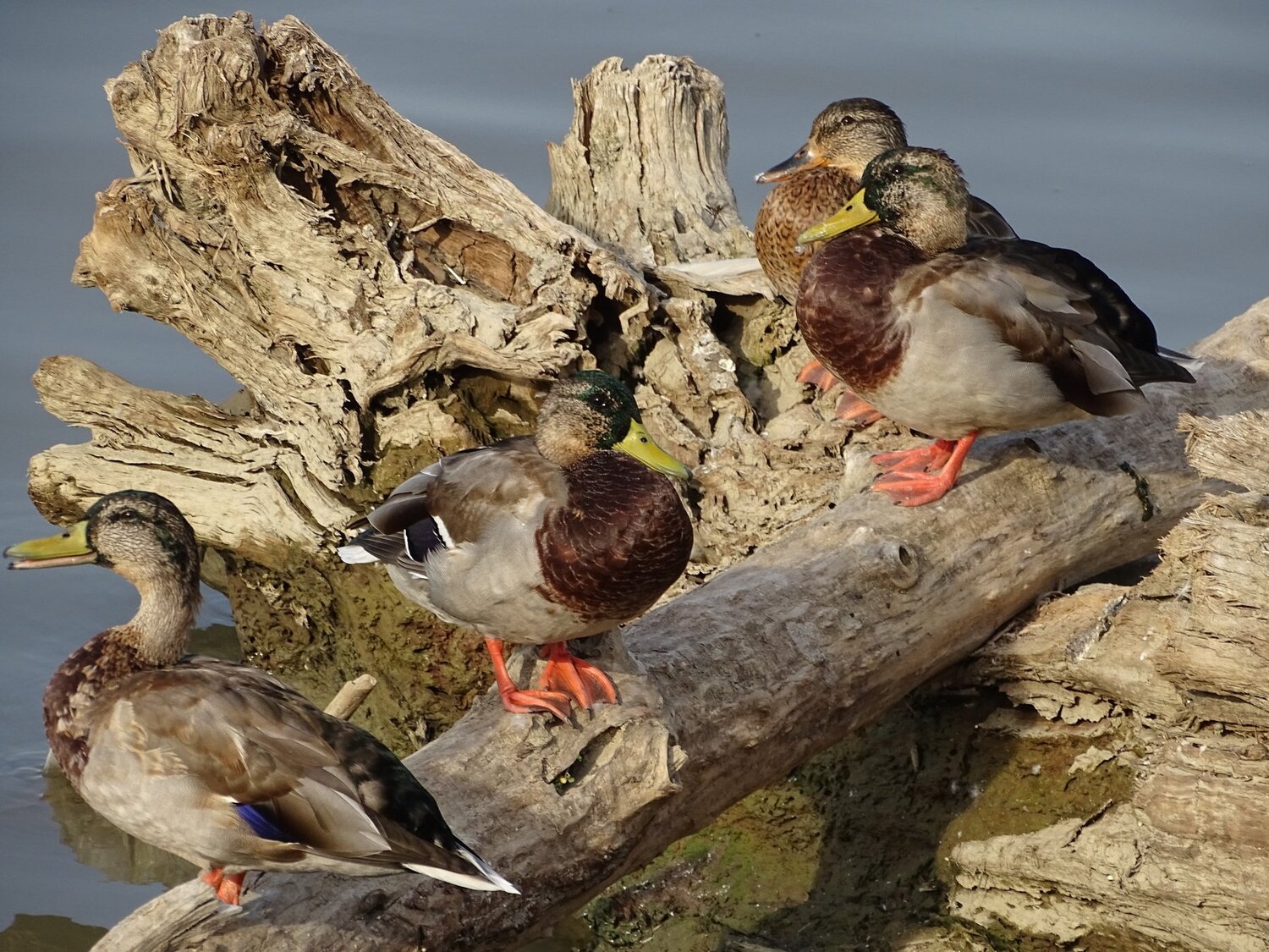 ducks
