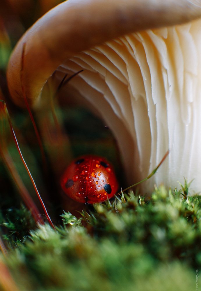 Photograph by Юля Шрамм