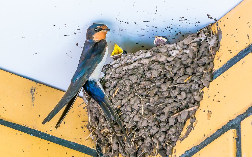 Ласточкины дети.