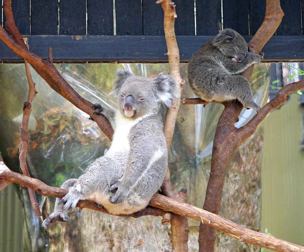 Спящее царство