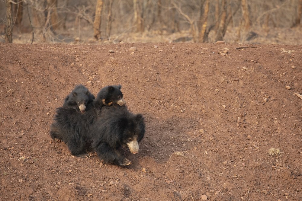 Sloth bear with cubs