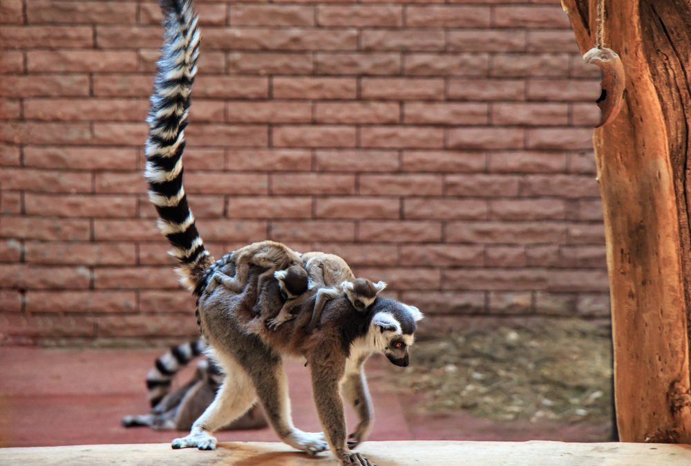 Вожаки у лемуров девчонки