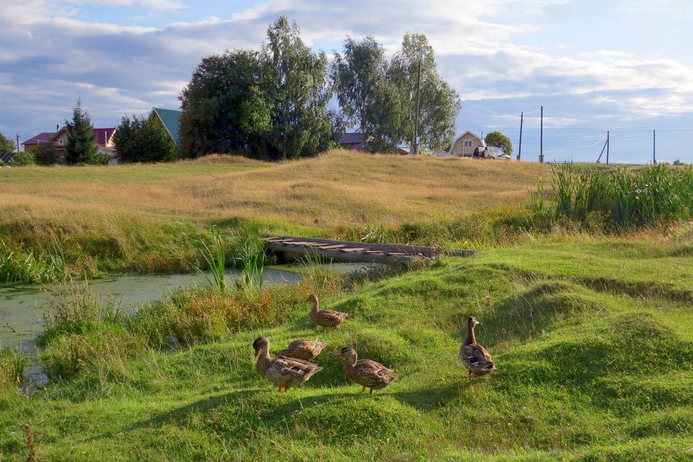 Деревенский пейзаж