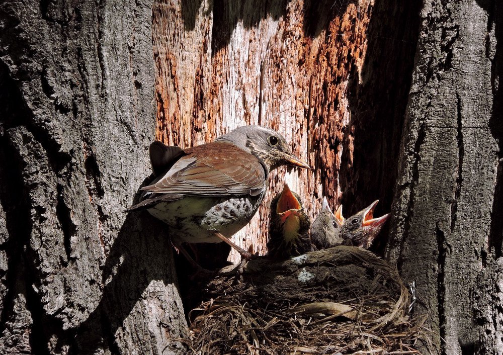Мама и птенчики рябинника