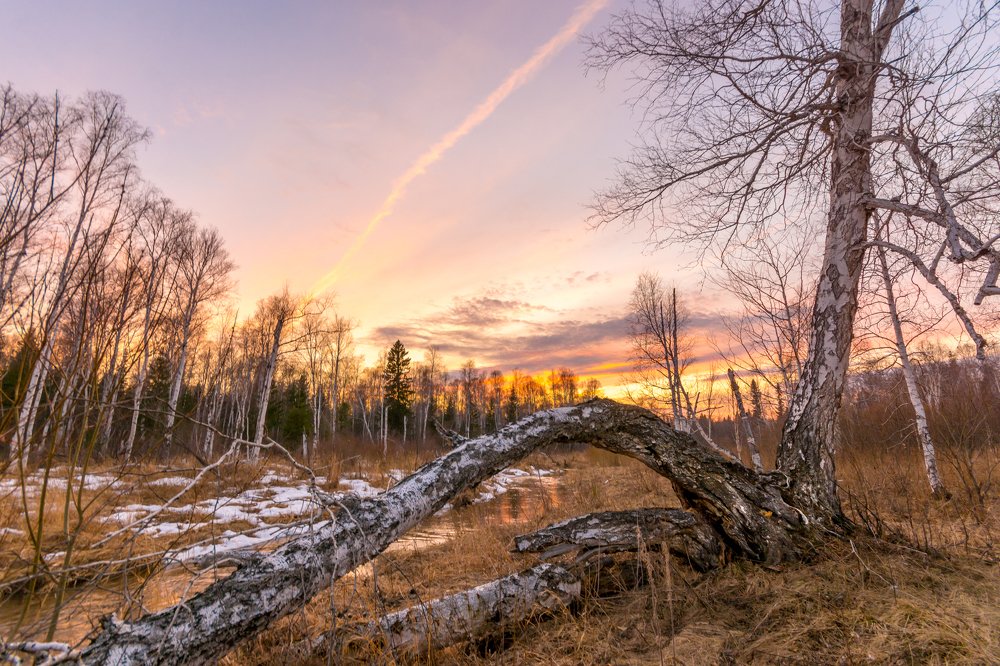 Закат в лесу.