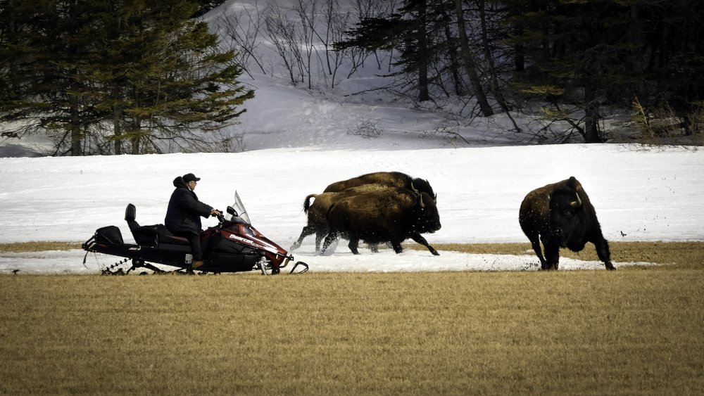 Beast against machine