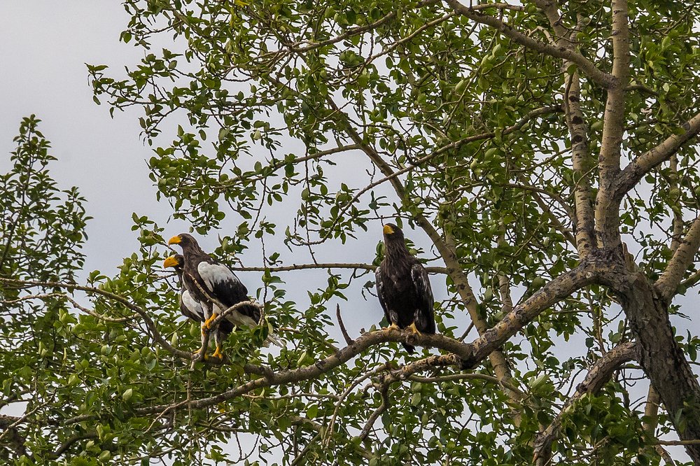 Белоплечая команда