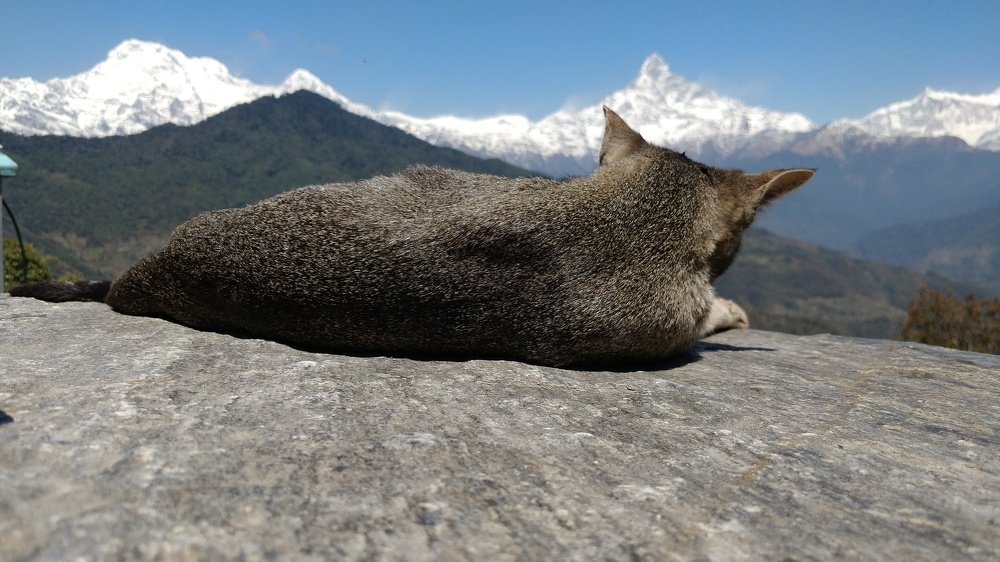 Cat-mandu in Dhampus