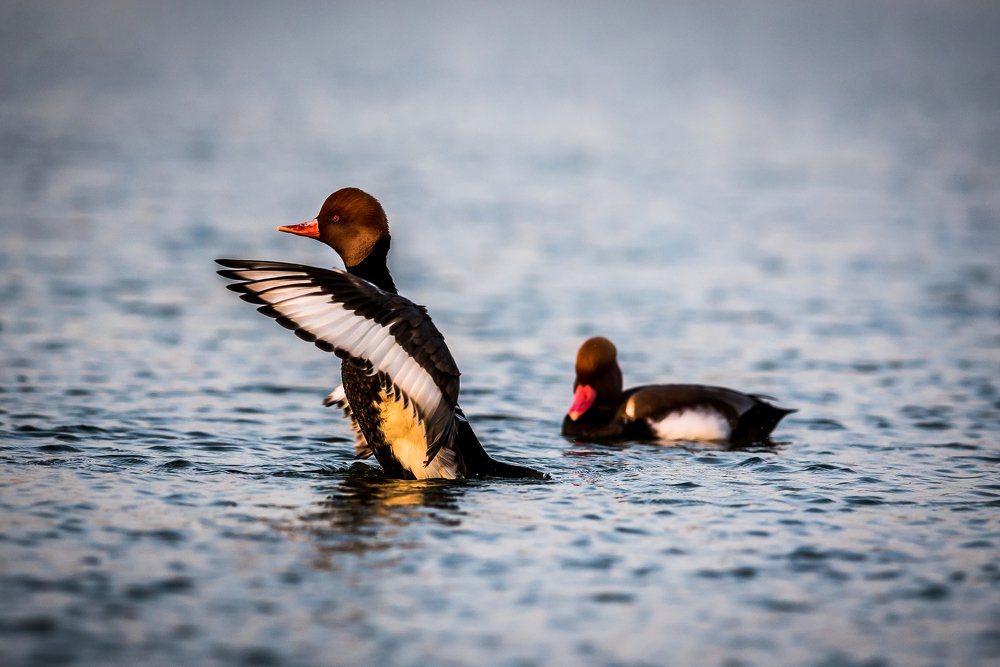 Photograph by Abdul hameed Thahir