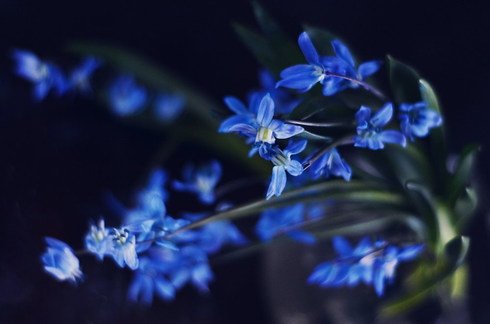 Весенний поцелуй