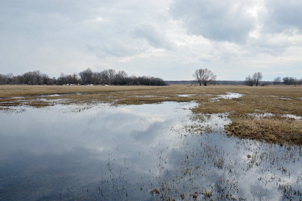 Луг в марте