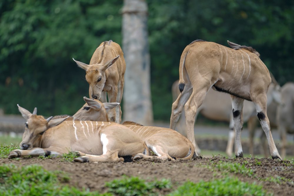 Photograph by Hamzah Alwehaimed