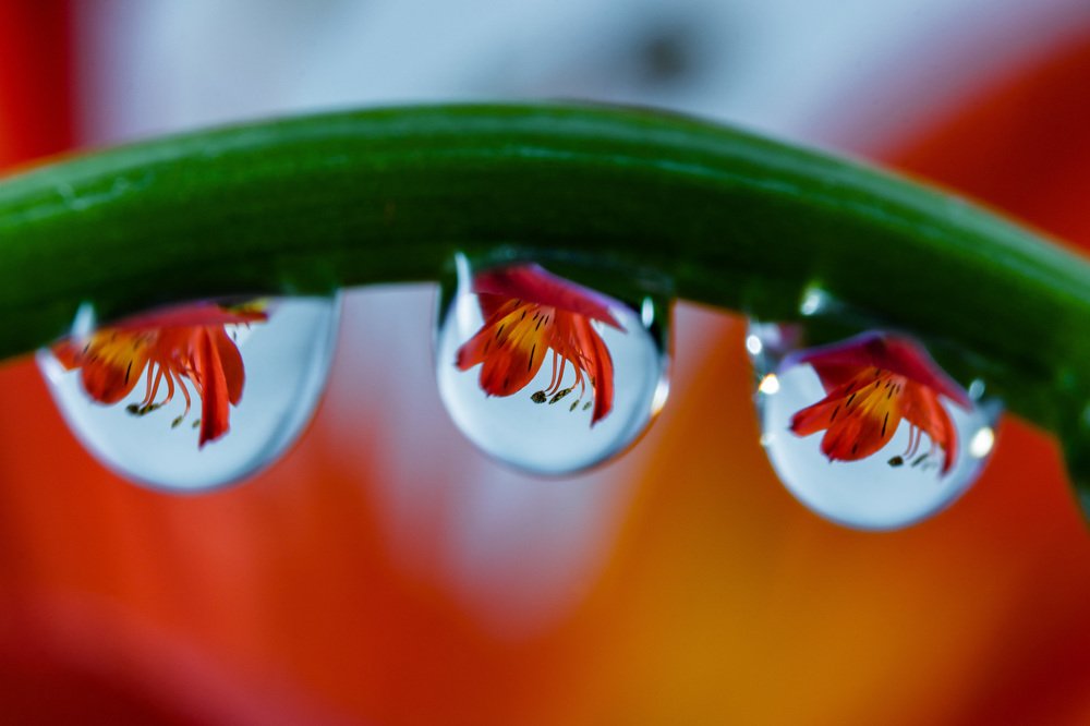 Three tiny water drops and reflected flowers