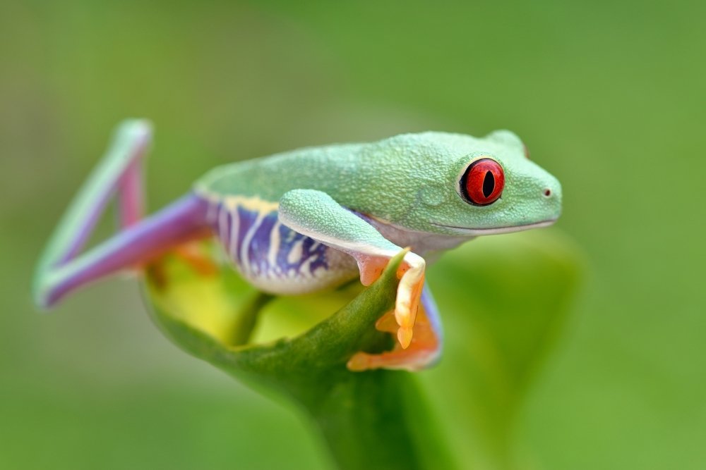 Agalychnis callidryas