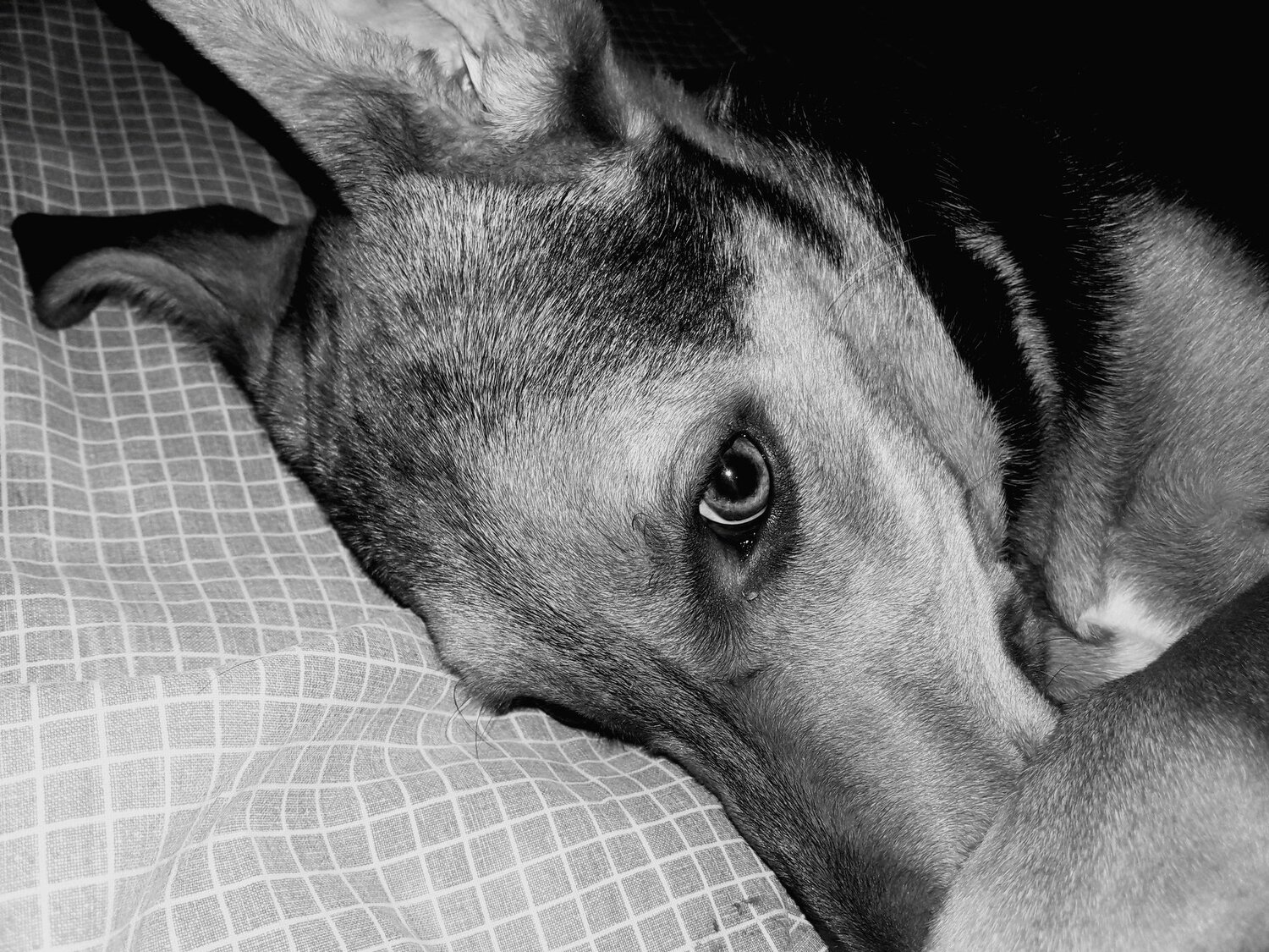 Mi perro Rocky