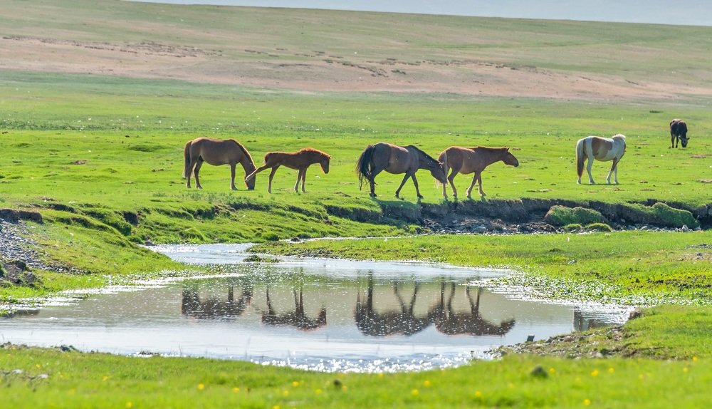 Лошади Монголии.