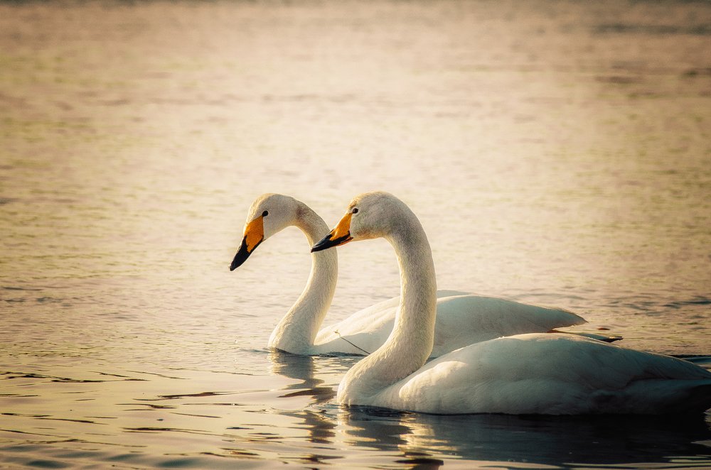 Лебеди Сахалин