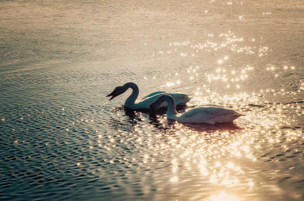 Лебеди Сахалин. Охотск