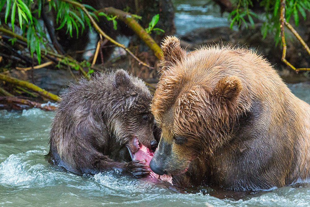 Мамин помощник.