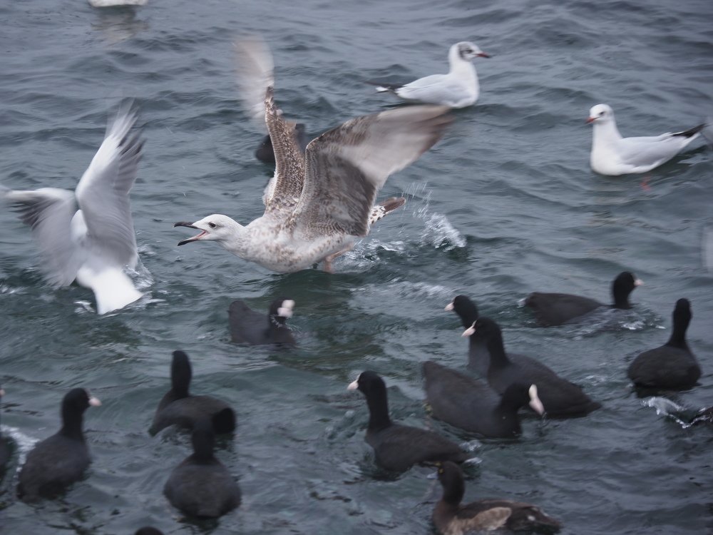 недовольный