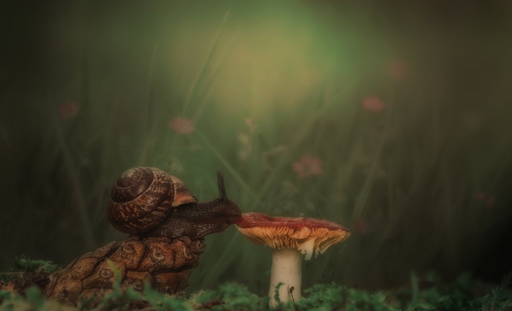 В сумеречном лесу