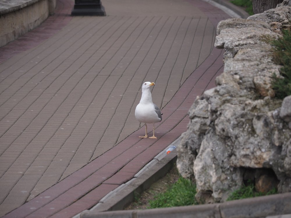 баклан