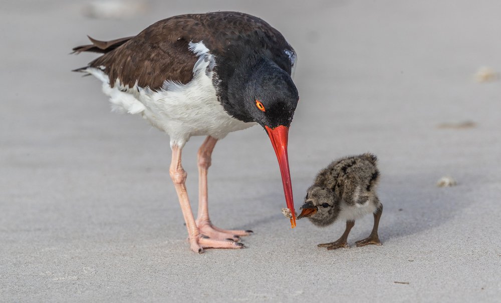 American Oystercatcher