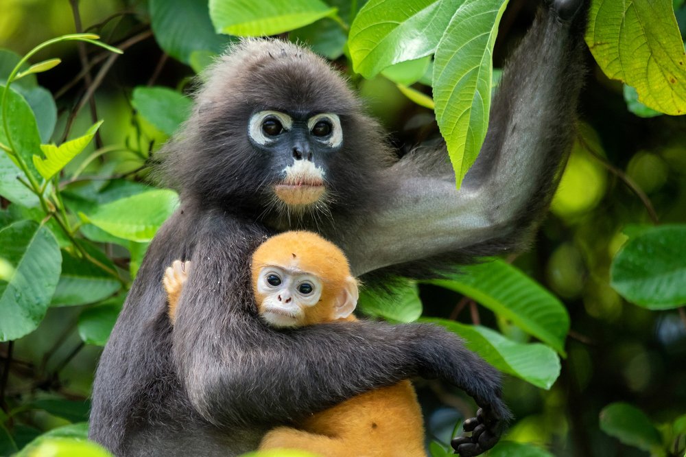 Dusky leaf monkey with adorable baby.