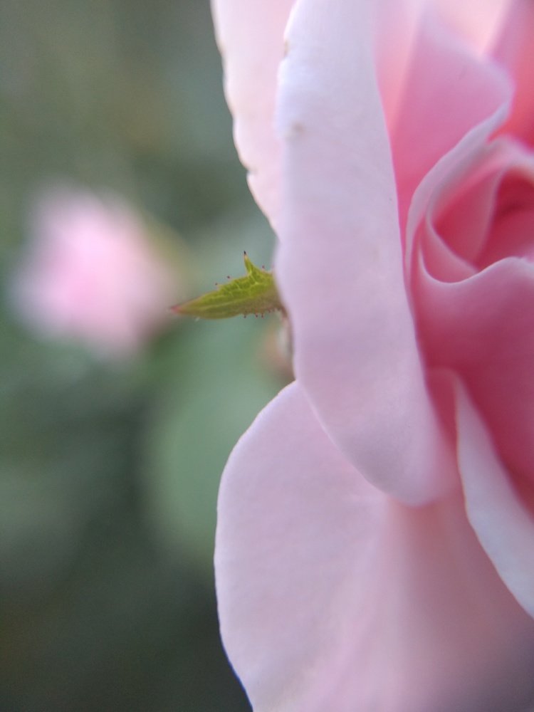 Bella simpleza.