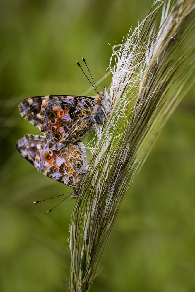 Фотография автора ziba alirezaei58