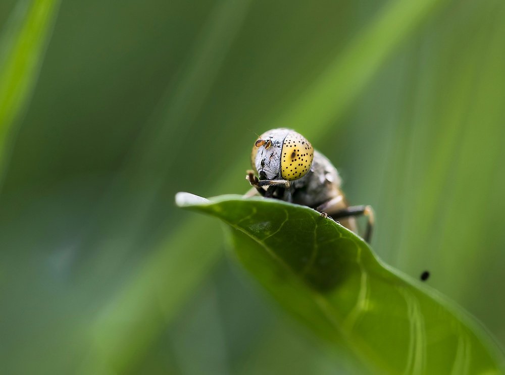 Фотография автора ziba alirezaei58