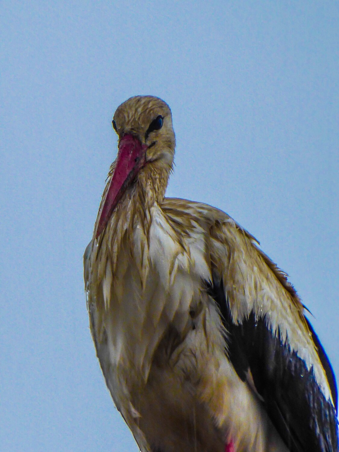 Wet Stork