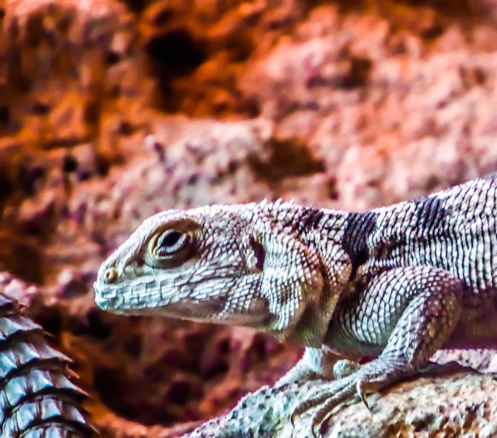 Iguana