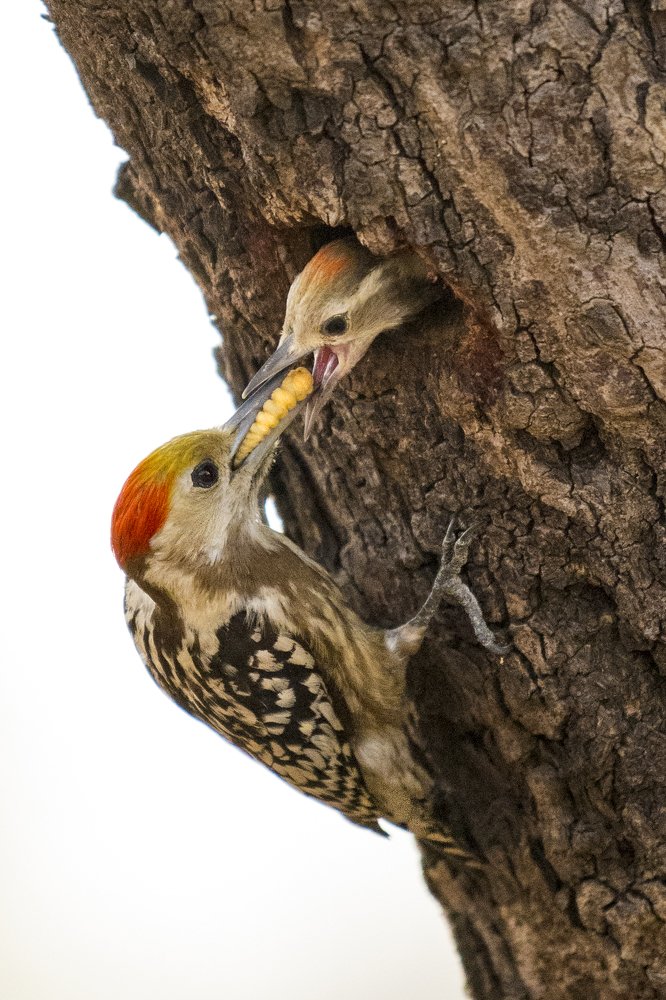 Yellow Crowned Woodpecker